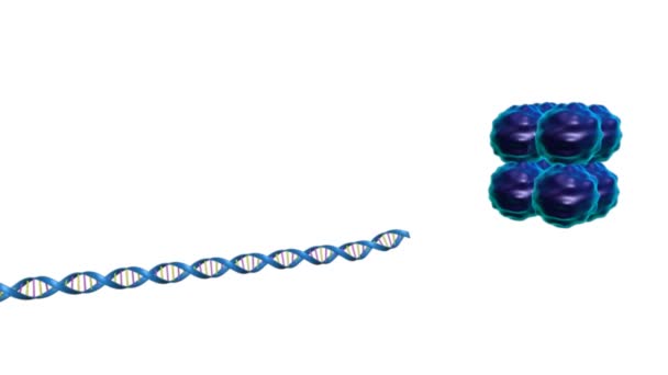 Concepto de ciencia de animación nucleosoma — Vídeo de stock