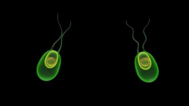 Cladophora karanlık animasyon üzerinde