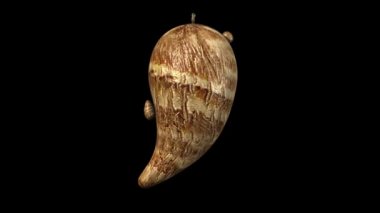 colocasia siyah animasyon üzerinde