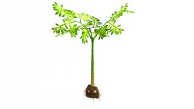 Amorphophallus üzerinde beyaz animasyon