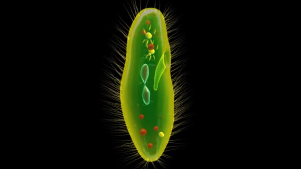 Celldelning i Paramecium — Stockvideo