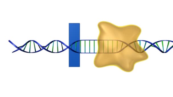 Transcription unit animation — Stock Video