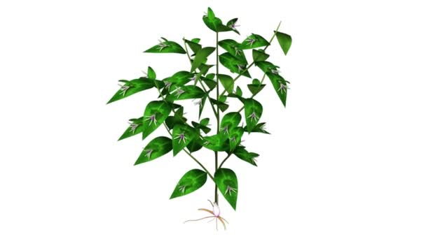 Ruscus sur animation blanche 