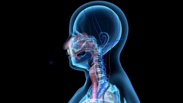 Anatomia Respiratória Humana — Vídeo de Stock