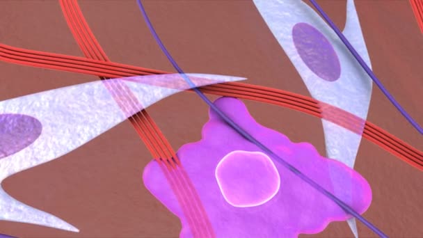 乳晕的巨噬细胞动画 — 图库视频影像