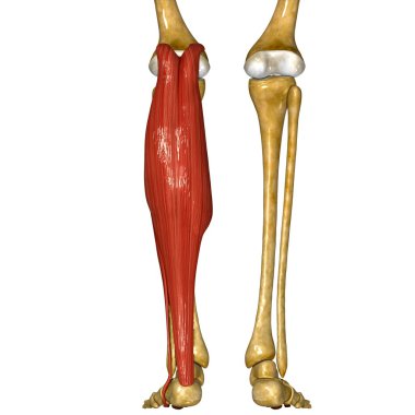 Fibula ve Tibia kaslar