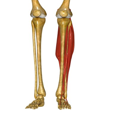 Fibula ve Tibia kaslar