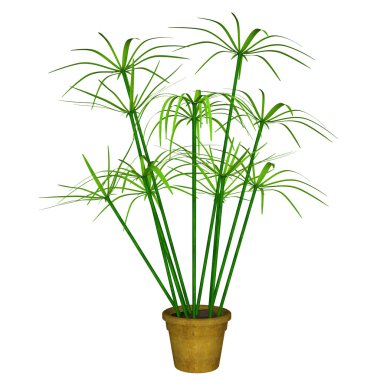 Beyaz yeşil Cyperus