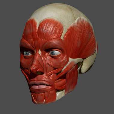 Yüz kasları, insan anatomisi