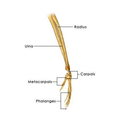 El kemikleri, insan anatomisi