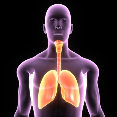 İnsan akciğerleri, insan anatomisi