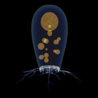 Rhizaria cinsi Euglypha