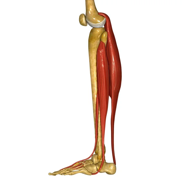 Fibula e Tibia Muscoli — Foto Stock