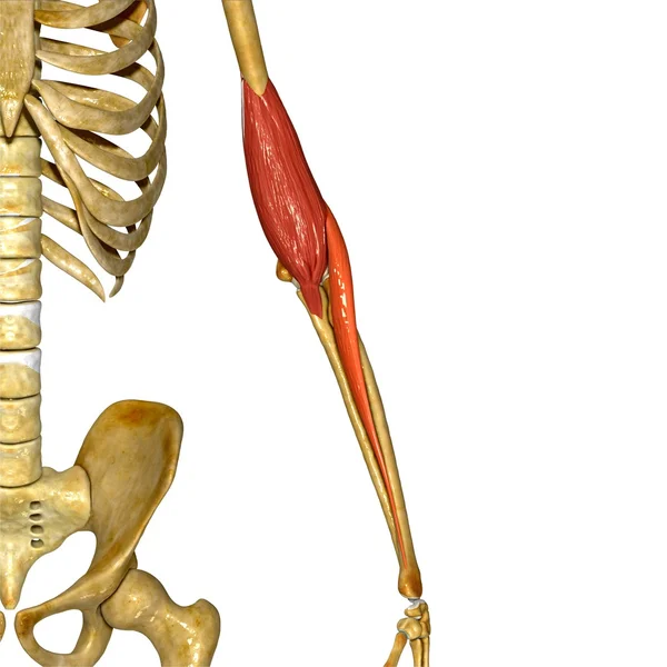 Mięśni ręki, anatomia człowieka — Zdjęcie stockowe