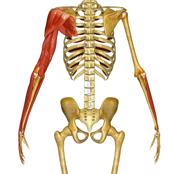 Handmuskel, menschliche Anatomie — Stockfoto