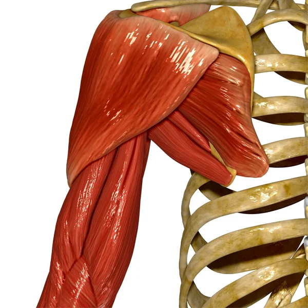 肩部的肌肉，人体解剖学 — 图库照片