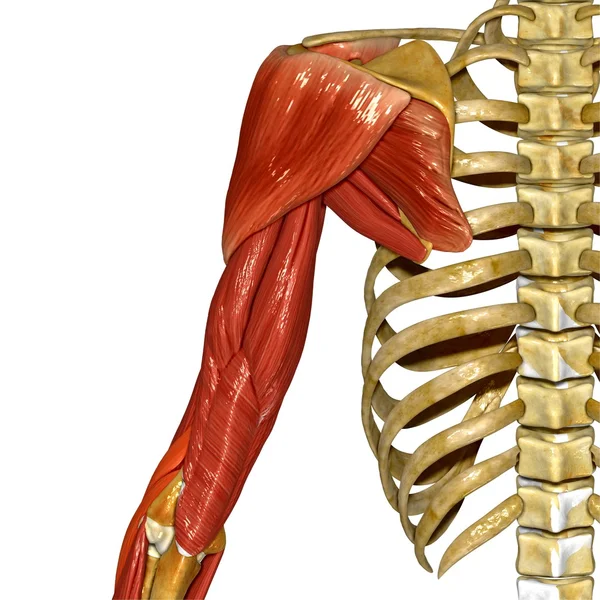 Schouder spieren, menselijke anatomie — Stockfoto