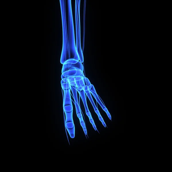 Скелетная нога, анатомия человека — стоковое фото
