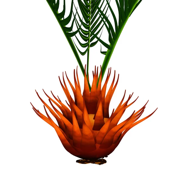 Cycas Circinalis bulbil — Stok fotoğraf