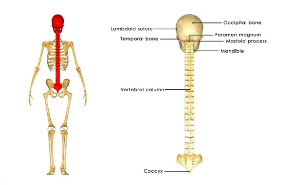 Cráneo con columna vertebral, Anatomía Humana —  Fotos de Stock