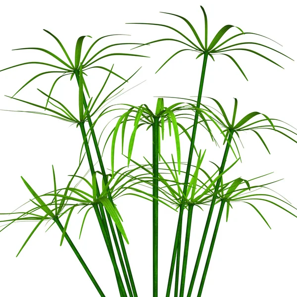화이트에 녹색 Cyperus — 스톡 사진