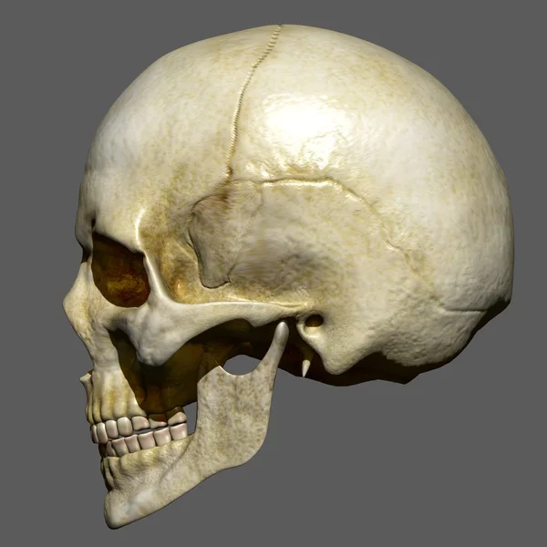 Menschlicher Schädel, menschliche Anatomie — Stockfoto