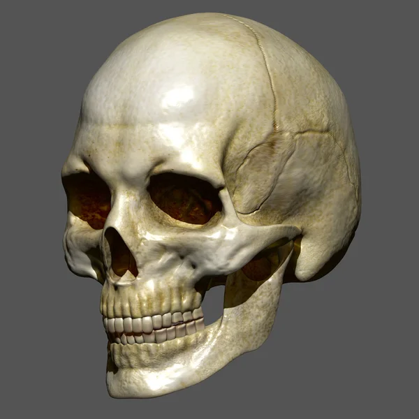 Människans kranium, människans anatomi — Stockfoto