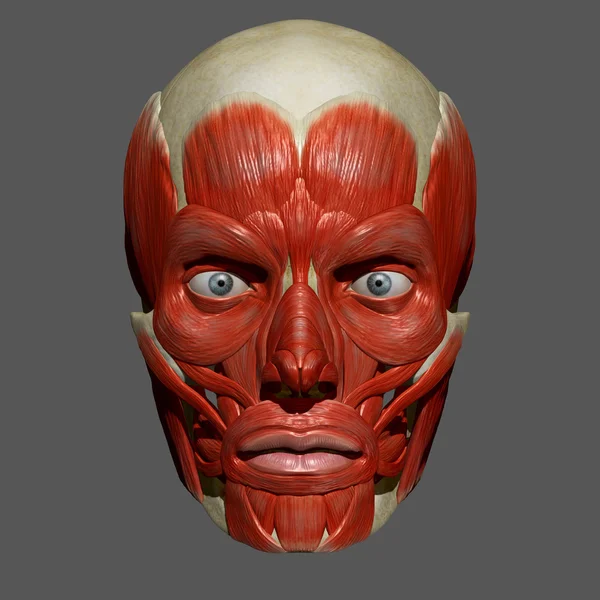 Yüz kasları, insan anatomisi — Stok fotoğraf