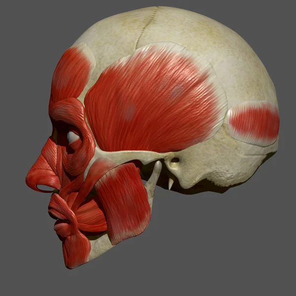 Músculos faciales, anatomía humana — Foto de Stock