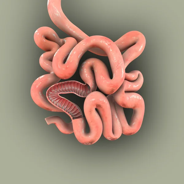 Small intestine intersection — Stock Photo, Image