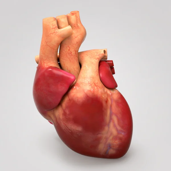 Cuore umano, anatomia umana — Foto Stock