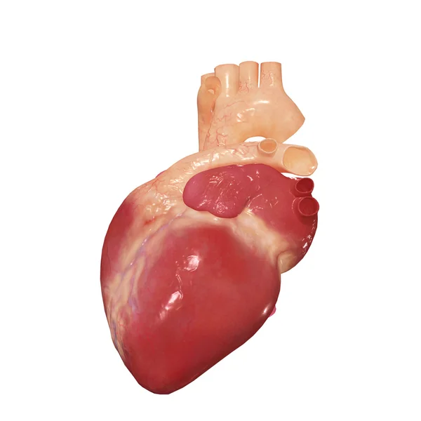 人的心脏、 人体解剖学 — 图库照片