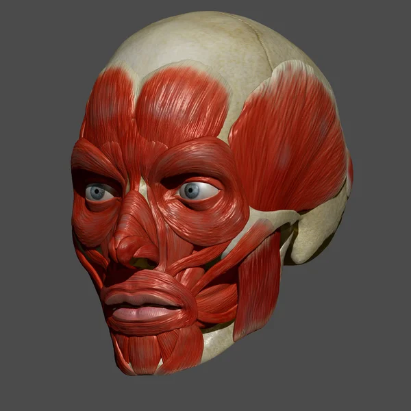 Yüz kasları, insan anatomisi — Stok fotoğraf