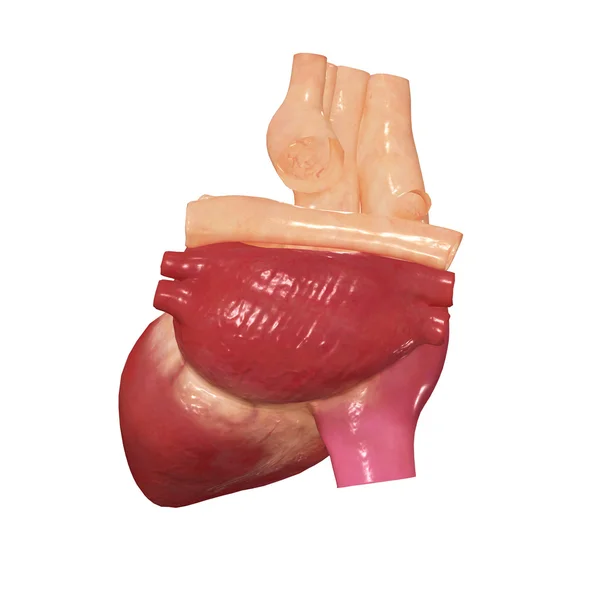 Человеческое сердце, человеческая анатомия — стоковое фото