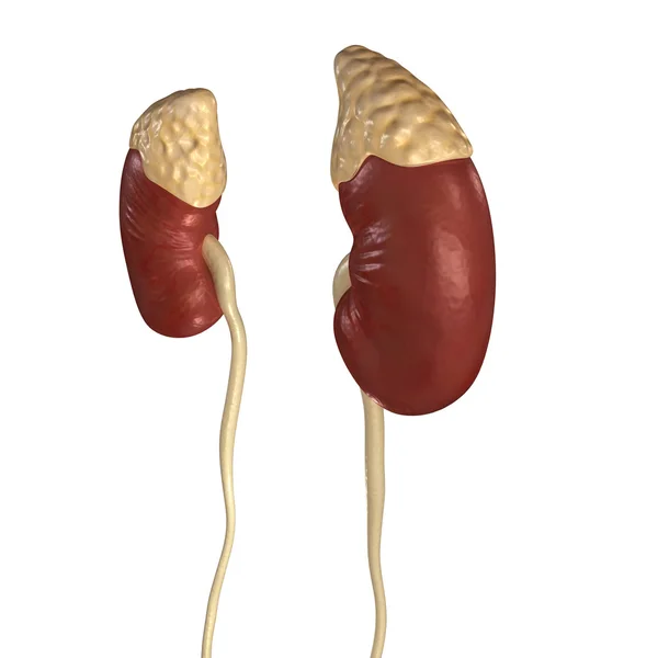 Human Kidneys, Human Anatomy — Stock Photo, Image