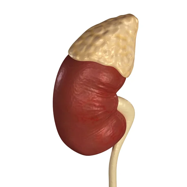 Lidské ledviny, lidské anatomie — Stock fotografie