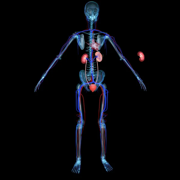 Riñones humanos, anatomía humana — Foto de Stock