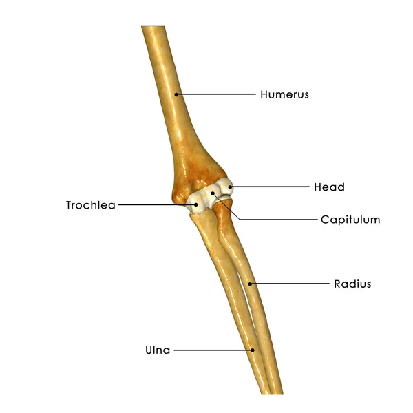 肘関節、人間の解剖学 — ストック写真