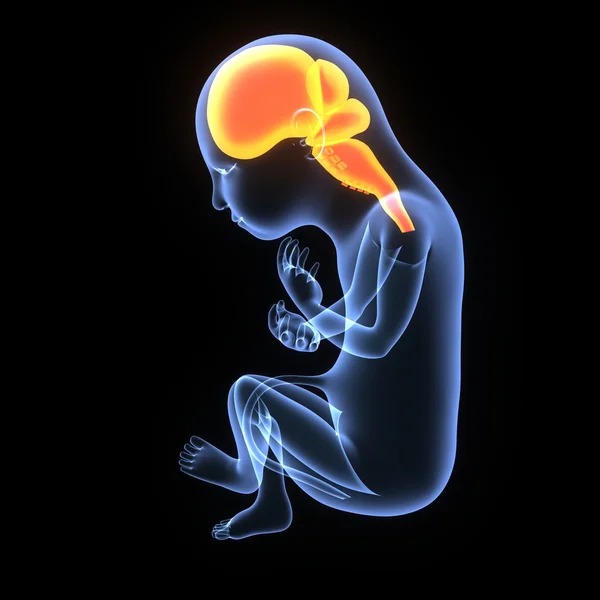 Desenvolvimento fetal do cérebro humano — Fotografia de Stock