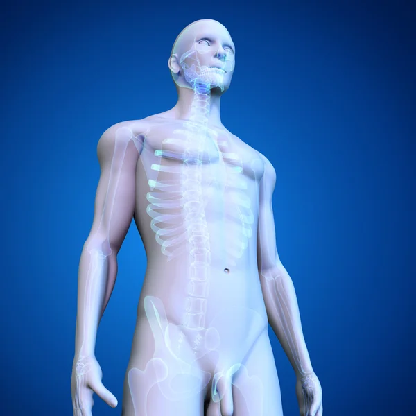 Ανθρώπινος σκελετός σε μπλε — Φωτογραφία Αρχείου