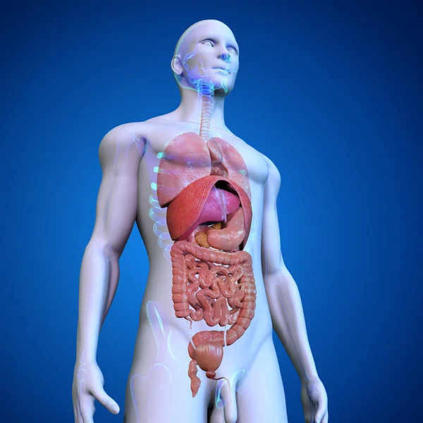 Menschliche Anatomie auf blau — Stockfoto