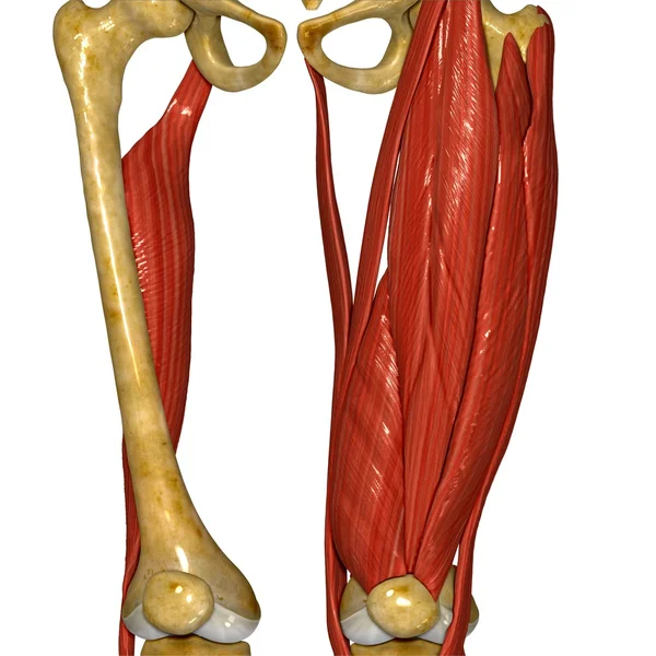 Thigh Muscle, Human Anatomy — Stock Image Thigh Muscle, Human Anatomy Stock Picture