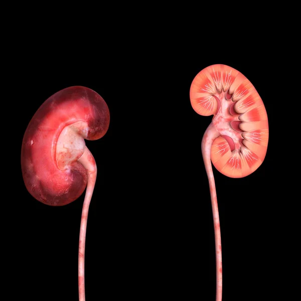 Human Kidneys, Human Anatomy — Stock Image Human Kidneys, Human Anatomy Royalty Free Stock Images
