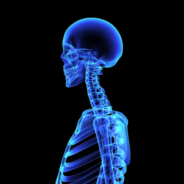 Human Skeleton on dark — Stock Photo, Image