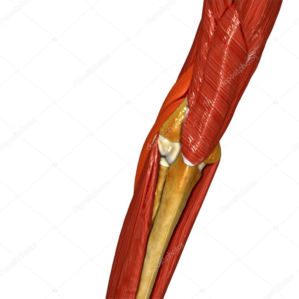 Hand Muscle, Human Anatomy