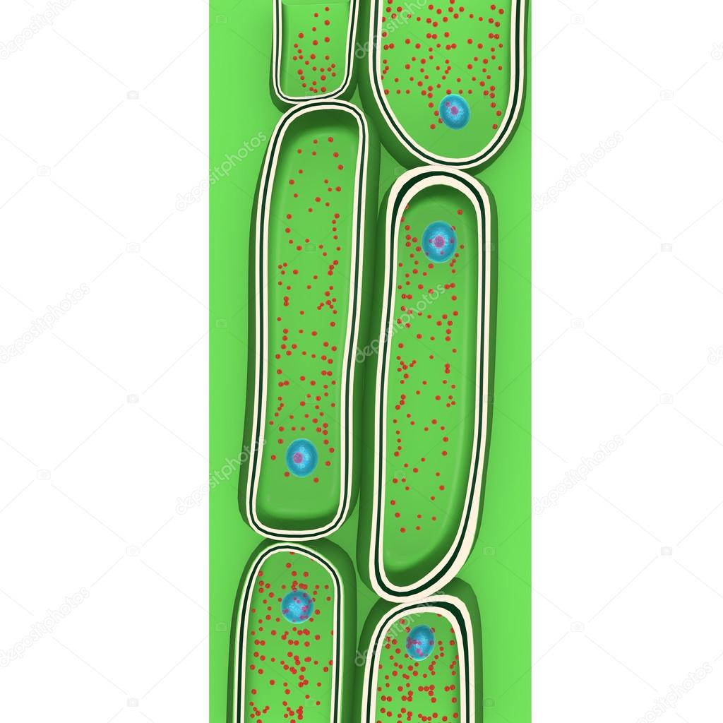 Tykkelse av cellevegg – stockillustrasjon © sciencepics #76746573, image size:1024x1024