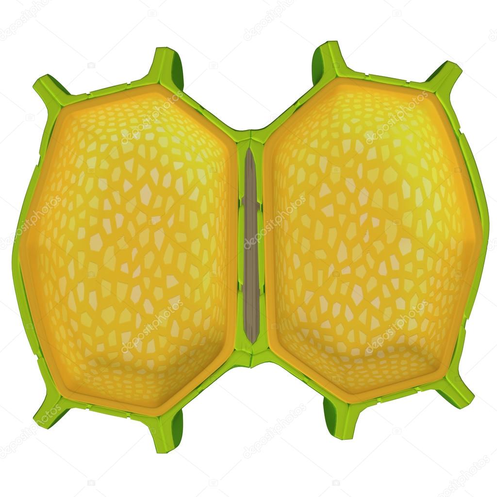 download cell wall download cell wall