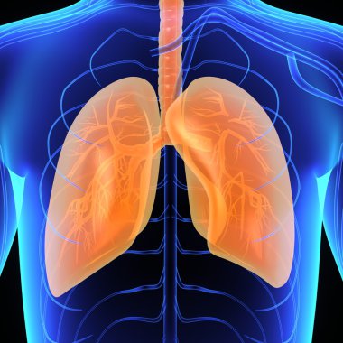 İnsan akciğerleri, insan anatomisi