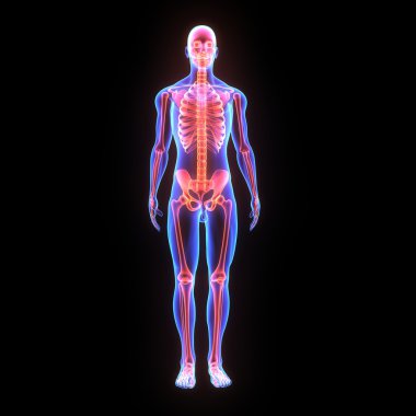 İnsan iskelet, insan anatomisi