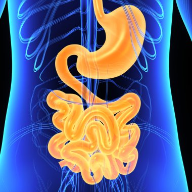 Sindirim sistemi anatomisi